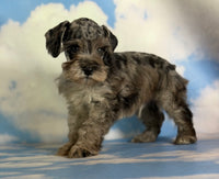 Pipsqueak Male Schnoodle $1625