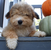 Drake Male Mini Aussiepoo $495