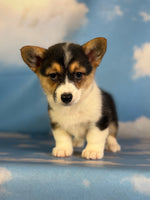 Daphne Female ACA Corgi $1360