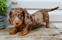 Charlie Male AKC Mini Dachshund $2250