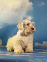 Parker Male Schnoodle $1375