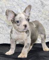 Dallas AKC Male French Bulldog $1450