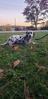 Sadie Female AKC Dalmatian $795