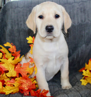 Sadie Female AKC Labrador Retriever $1099