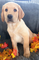 Sam Male AKC Labrador Retriever $1099