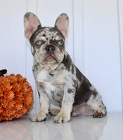 Dillon Male AKC French Bulldog $1650
