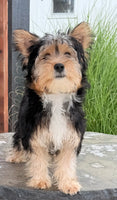 Jasper Male Yorkshire Terrier $550