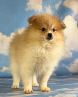 Peanut Male ACA Pomeranian $1200