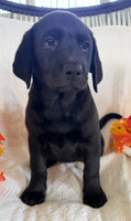 Stella Female AKC Labrador Retriever $1095
