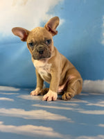 Luigi Male Frenchton $1925