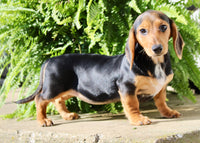 Marla Female AKC Mini Dachshund $950