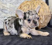 Luna Female AKC French Bulldog $1550