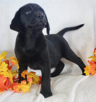 Starlight Female AKC Labrador Retriever $1099