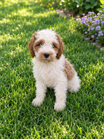 Lonnie Male F1 Cavapoo $700