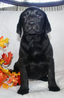 Sydney Female AKC Labrador Retriever $1099