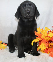 Sparkle Female AKC Labrador Retriever $1099