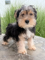 Jasper Male Yorkshire Terrier $550