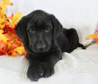 Sonya Female AKC Labrador Retriever $1099