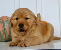 Brock Male AKC Golden Retriever $1999