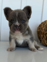 Darla Female AKC Fluffy French Bulldog $2450