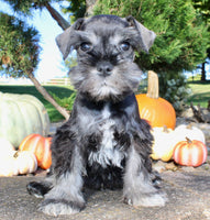 Teddy Male AKC Mini Schnauzer $999