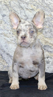 Shelia Female AKC French Bulldog $1400