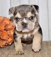 Hazel Female English Bulldog $1500