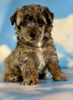 Classy Female ACA Toy Poodle $1650