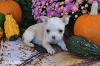 Taz Male Boston Terrier $550