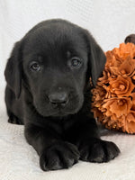 Stella Female AKC Labrador Retriever $1150