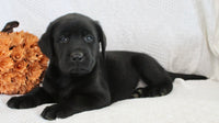 Storm Male AKC Labrador Retriever $1250