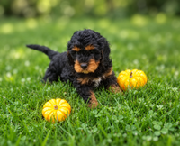 Charlie Male Cavapoo $895