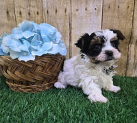 Valentino Male Biewer Terrier $2800