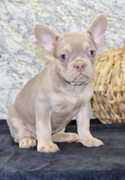 Dylan Male AKC French Bulldog $1399