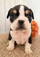 Brutus Male English Bulldog $1300