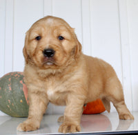 Bruce Male AKC Golden Retriever $1999