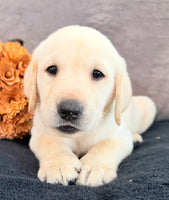 Sawyer Male AKC Labrador Retriever $1250