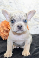Huck Male AKC French Bulldog $1400