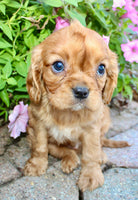 Dexter Male AKC Cavalier $1750