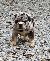 Birdie Female English Bulldog $1500