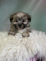 Teddy Male Morkie $1150