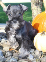 Eddie Male AKC Mini Schnauzer $999
