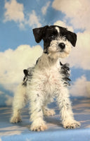 Phoenix Female Schnoodle $1350
