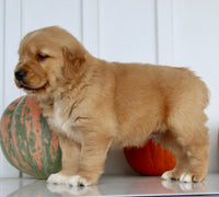 Brickle Male AKC Golden Retriever $1999
