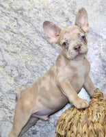 Zack Male AKC French Bulldog $1400