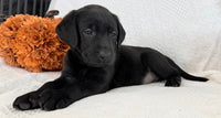 Sonya Female AKC Labrador Retriever $1150