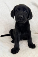 Shadow Male AKC Labrador Retriever $1250