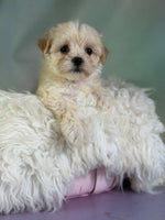 Tootsie Female Morkie $1150