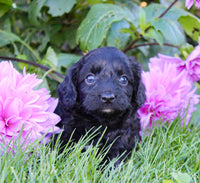 Fifi Female Cavapoo $950