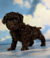 Tiny Tim Male ACA Toy Poodle $1350